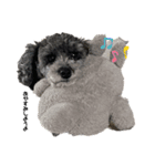 harry (part2)（個別スタンプ：5）