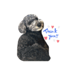 harry (part2)（個別スタンプ：16）