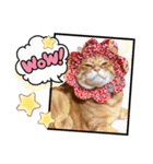 Ginger Tabby Cat Brothers 10（個別スタンプ：2）