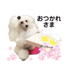 姫ファミリー part2（個別スタンプ：7）