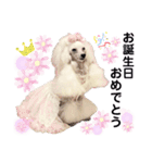 姫ファミリー part2（個別スタンプ：40）