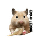 どうも、ハムスターのウニです。（個別スタンプ：1）
