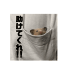 どうも、ハムスターのウニです。（個別スタンプ：3）