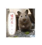 どうも、ハムスターのウニです。（個別スタンプ：4）
