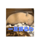 どうも、ハムスターのウニです。（個別スタンプ：5）