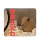 どうも、ハムスターのウニです。（個別スタンプ：6）