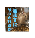 どうも、ハムスターのウニです。（個別スタンプ：7）