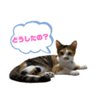 わさびとおかか♫（個別スタンプ：13）
