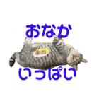 ベル＆レン part2(テキスト)（個別スタンプ：6）