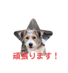 love☆ジャック5（個別スタンプ：16）