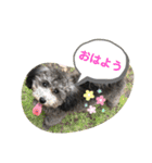 うちのイギーたん♪（個別スタンプ：1）