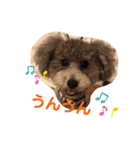 うちのイギーたん♪（個別スタンプ：5）