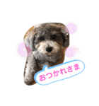 うちのイギーたん♪（個別スタンプ：7）