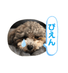 うちのイギーたん♪（個別スタンプ：9）
