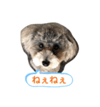 うちのイギーたん♪（個別スタンプ：12）