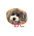 うちのイギーたん♪（個別スタンプ：14）