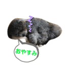 うちのイギーたん♪（個別スタンプ：22）