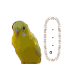 セキセイインコ レイちゃんとスイちゃん（個別スタンプ：13）