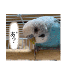 セキセイインコ レイちゃんとスイちゃん（個別スタンプ：16）