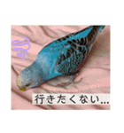 セキセイインコ レイちゃんとスイちゃん（個別スタンプ：18）