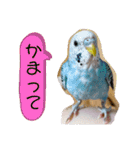 セキセイインコ レイちゃんとスイちゃん（個別スタンプ：28）