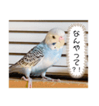 セキセイインコ レイちゃんとスイちゃん（個別スタンプ：30）