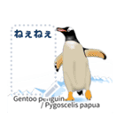 18種のペンギンがキミのメッセージを届ける（個別スタンプ：1）