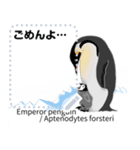 18種のペンギンがキミのメッセージを届ける（個別スタンプ：4）