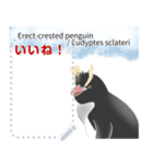 18種のペンギンがキミのメッセージを届ける（個別スタンプ：8）
