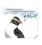 18種のペンギンがキミのメッセージを届ける（個別スタンプ：9）