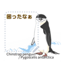 18種のペンギンがキミのメッセージを届ける（個別スタンプ：11）