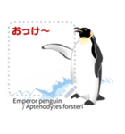 18種のペンギンがキミのメッセージを届ける（個別スタンプ：12）