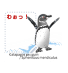 18種のペンギンがキミのメッセージを届ける（個別スタンプ：13）