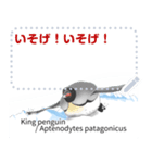 18種のペンギンがキミのメッセージを届ける（個別スタンプ：22）