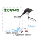 18種のペンギンがキミのメッセージを届ける（個別スタンプ：23）