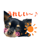 チワワ、ちょこのスタンプ（個別スタンプ：1）