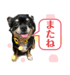 チワワ、ちょこのスタンプ（個別スタンプ：2）