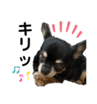 チワワ、ちょこのスタンプ（個別スタンプ：8）