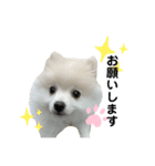 ぷあちゃんスタンプ2（個別スタンプ：2）