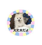ぷあちゃんスタンプ2（個別スタンプ：4）