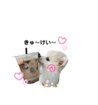 ぷあちゃんスタンプ2（個別スタンプ：8）