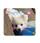 ぷあちゃんスタンプ2（個別スタンプ：11）