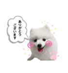 ぷあちゃんスタンプ2（個別スタンプ：15）