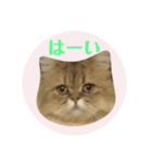 にゃたろうコレクション（個別スタンプ：3）