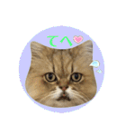 にゃたろうコレクション（個別スタンプ：4）