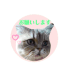 にゃたろうコレクション（個別スタンプ：5）