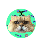 にゃたろうコレクション（個別スタンプ：6）