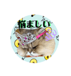 にゃたろうコレクション（個別スタンプ：13）