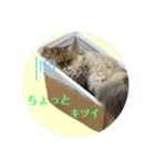 にゃたろうコレクション（個別スタンプ：15）