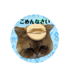 にゃたろうコレクション（個別スタンプ：16）